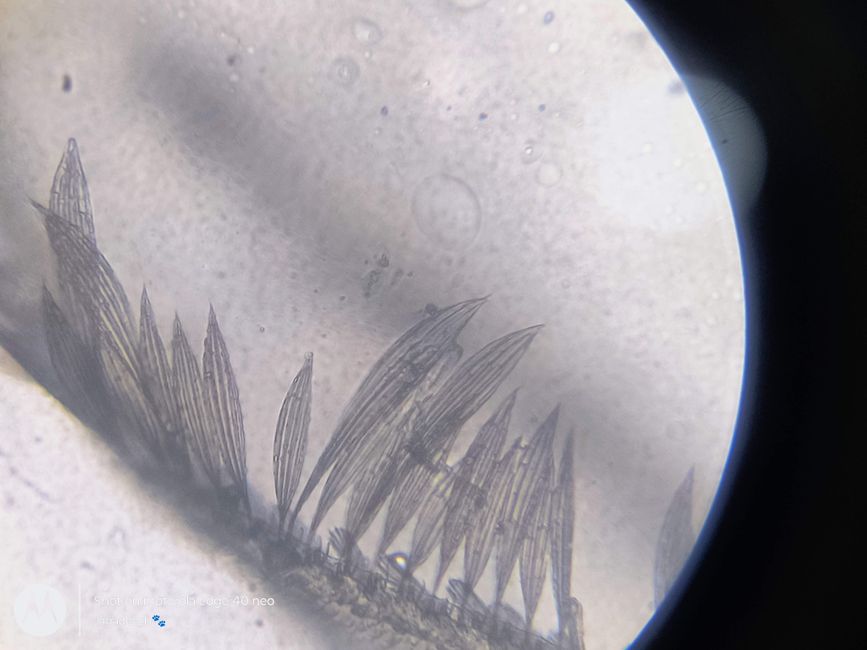 microscope slide dead dried tardigrade specimen