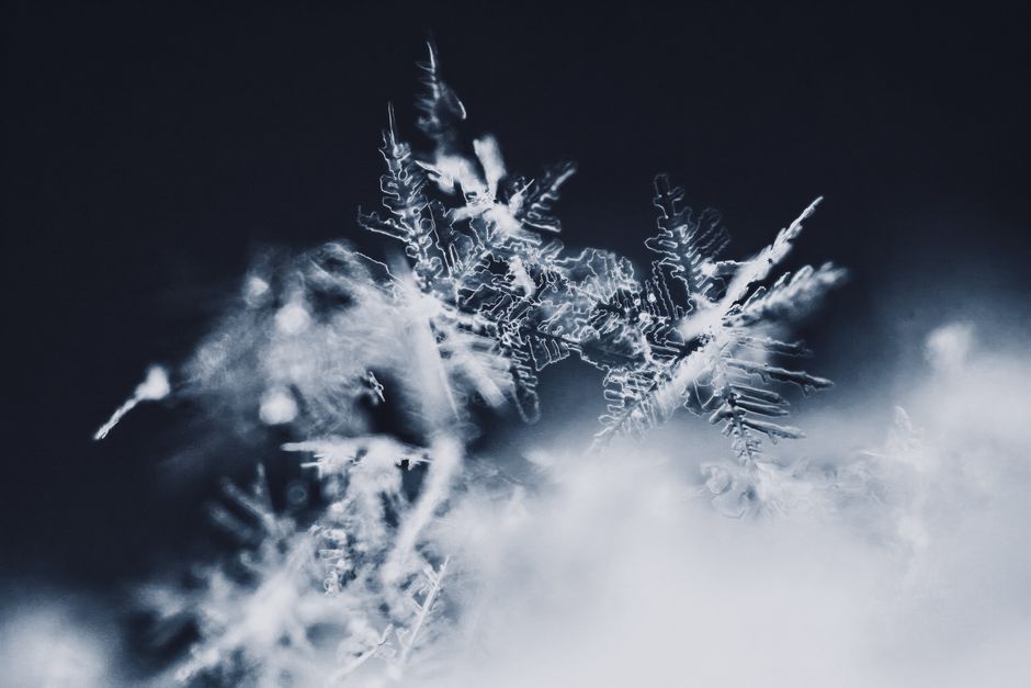 microscopic tardigrade frozen ice crystal closeup